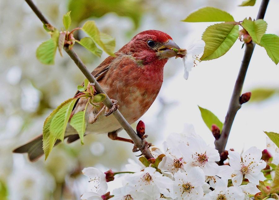 Purple Finch, male, on flowering cherry tree, western Washington by Vickie J Anderson is licensed under CC BY-SA 4.0.